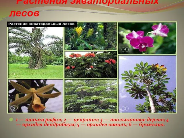 Растения экваториальных лесов 1 — пальма рафия; 2 — цекропия; 3 — тюльпановое