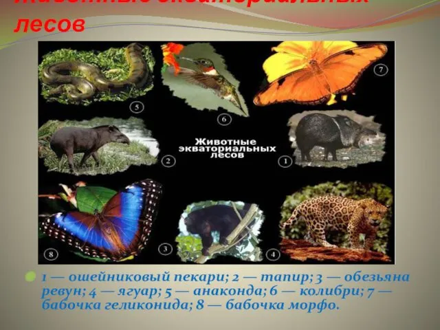 Животные экваториальных лесов 1 — ошейниковый пекари; 2 — тапир; 3 — обезьяна