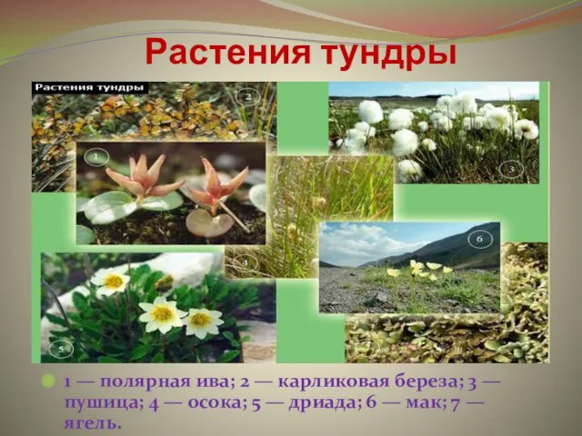 Растения тундры 1 — полярная ива; 2 — карликовая береза; 3 — пушица;
