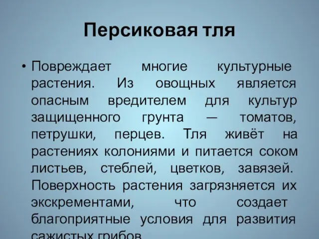 Персиковая тля Повреждает многие культурные растения. Из овощных является опасным