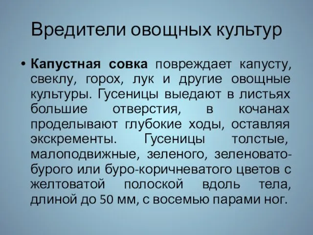 Вредители овощных культур Капустная совка повреждает капусту, свеклу, горох, лук