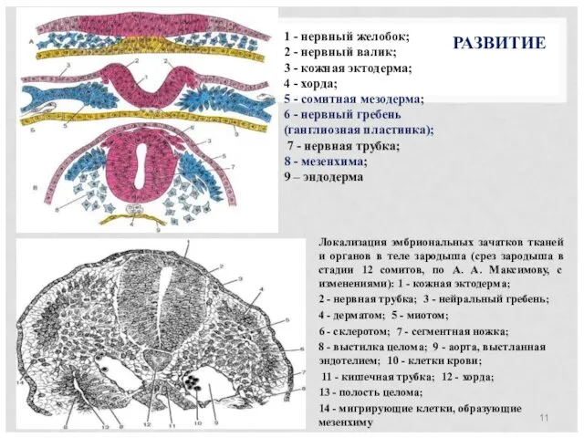 РАЗВИТИЕ Локализация эмбриональных зачатков тканей и органов в теле зародыша