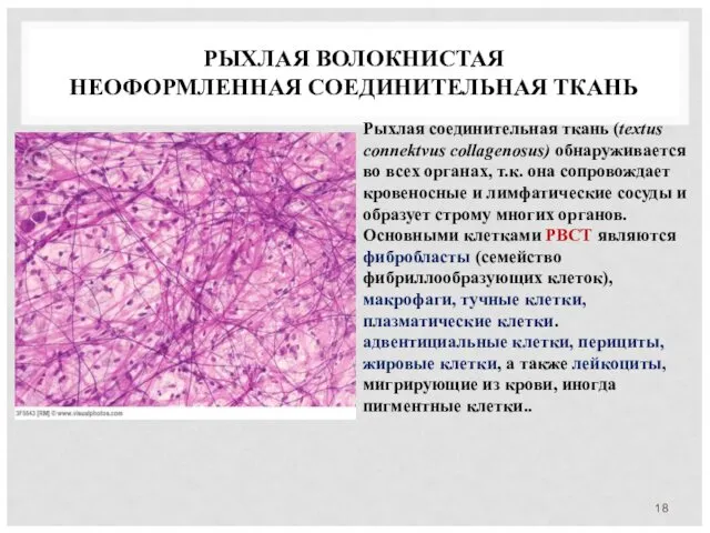 РЫХЛАЯ ВОЛОКНИСТАЯ НЕОФОРМЛЕННАЯ СОЕДИНИТЕЛЬНАЯ ТКАНЬ Рыхлая соединительная ткань (textus connektvus