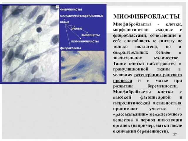 МИОФИБРОБЛАСТЫ Миофибробласты - клетки, морфологически сходные с фибробластами, сочетающие в