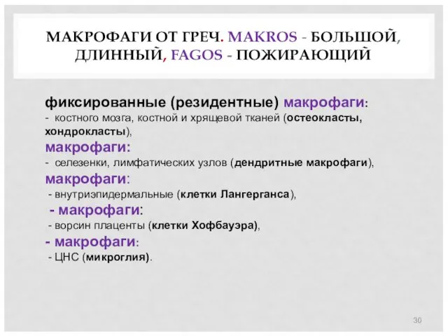 МАКРОФАГИ ОТ ГРЕЧ. MAKROS - БОЛЬШОЙ, ДЛИННЫЙ, FAGOS - ПОЖИРАЮЩИЙ