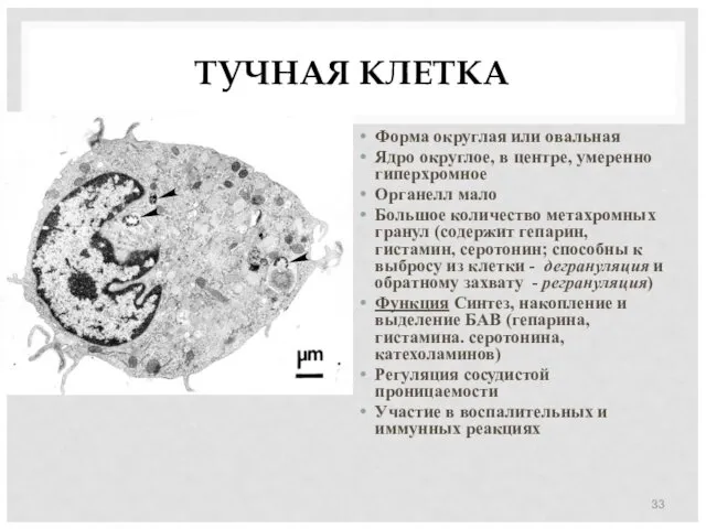 ТУЧНАЯ КЛЕТКА Форма округлая или овальная Ядро округлое, в центре,