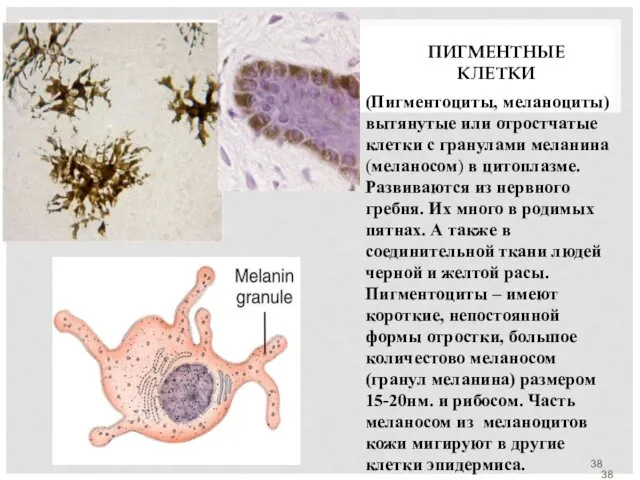 ПИГМЕНТНЫЕ КЛЕТКИ (Пигментоциты, меланоциты) вытянутые или отростчатые клетки с гранулами