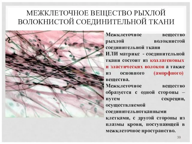 МЕЖКЛЕТОЧНОЕ ВЕЩЕСТВО РЫХЛОЙ ВОЛОКНИСТОЙ СОЕДИНИТЕЛЬНОЙ ТКАНИ Межклеточное вещество рыхлой волокнистой