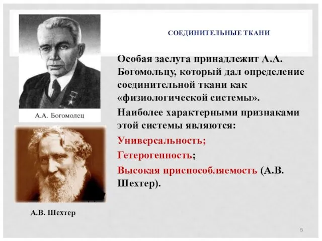 СОЕДИНИТЕЛЬНЫЕ ТКАНИ Особая заслуга принадлежит А.А. Богомольцу, который дал определение