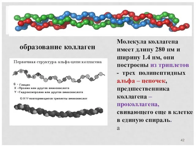 Молекула коллагена имеет длину 280 нм и ширину 1.4 нм,