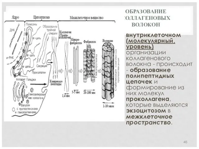 ОБРАЗОВАНИЕ КОЛЛАГЕНОВЫХ ВОЛОКОН внутриклеточном (молекулярный, уровень) организации коллагенового волокна -