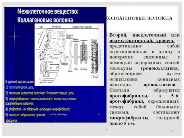 КОЛЛАГЕНОВЫЕ ВОЛОКНА Второй, внеклеточный или надмолекулярный, уровень - представляют собой