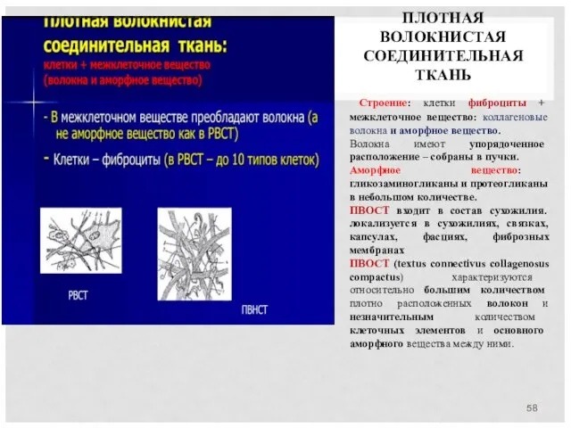 ПЛОТНАЯ ВОЛОКНИСТАЯ СОЕДИНИТЕЛЬНАЯ ТКАНЬ Строение: клетки фиброциты + межклеточное вещество: