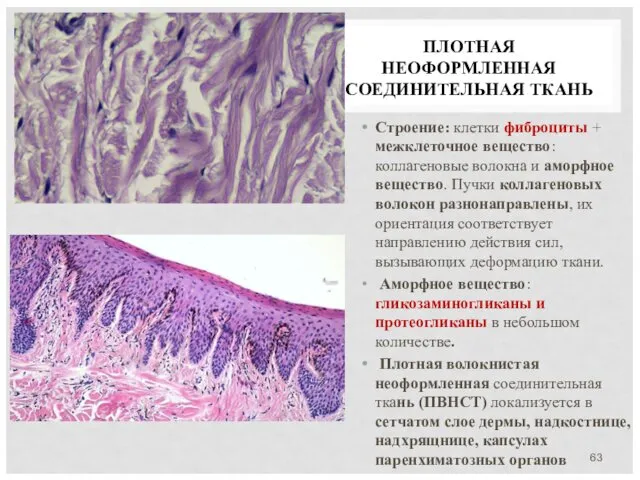 ПЛОТНАЯ НЕОФОРМЛЕННАЯ СОЕДИНИТЕЛЬНАЯ ТКАНЬ Строение: клетки фиброциты + межклеточное вещество: