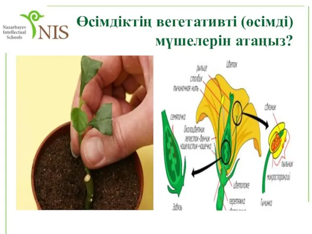 Өсімдіктің вегетативті (өсімді) мүшелерін атаңыз?