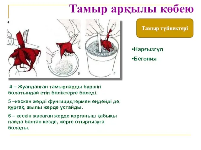 Тамыр түйнектері Тамыр арқылы көбею 4 – Жуанданған тамырларды бүршігі