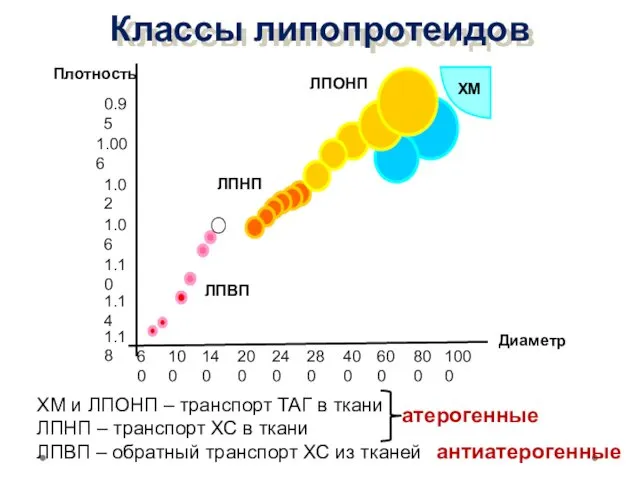 Диаметр Плотность ЛПВП ЛПНП ЛПОНП ХМ 60 100 400 600