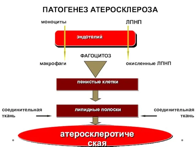 атеросклеротическая бляшка эндотелий пенистые клетки липидные полоски моноциты макрофаги ЛПНП