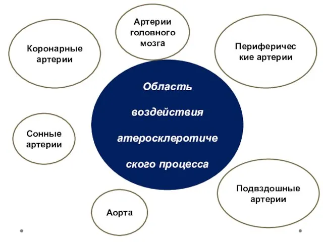 Область воздействия атеросклеротического процесса Коронарные артерии Артерии головного мозга Периферические артерии Сонные артерии Аорта Подвздошные артерии