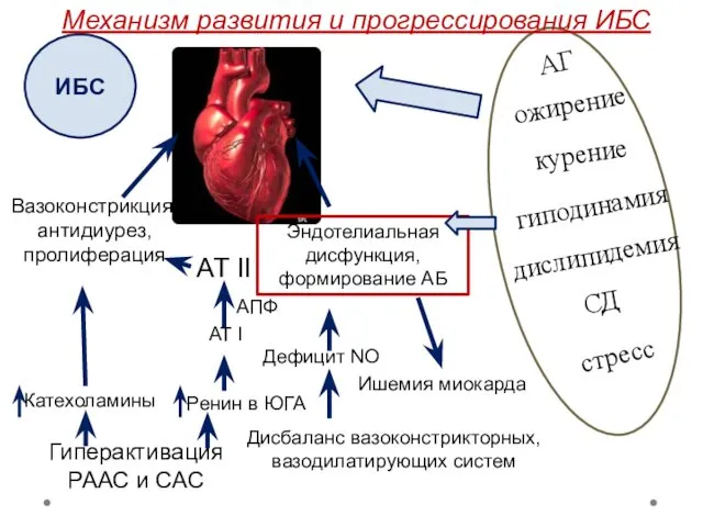 АГ курение ожирение гиподинамия СД стресс дислипидемия Эндотелиальная дисфункция, формирование