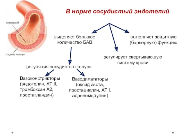 В норме сосудистый эндотелий регуляция сосудистого тонуса Вазоконстрикторы (эндотелин, АТ