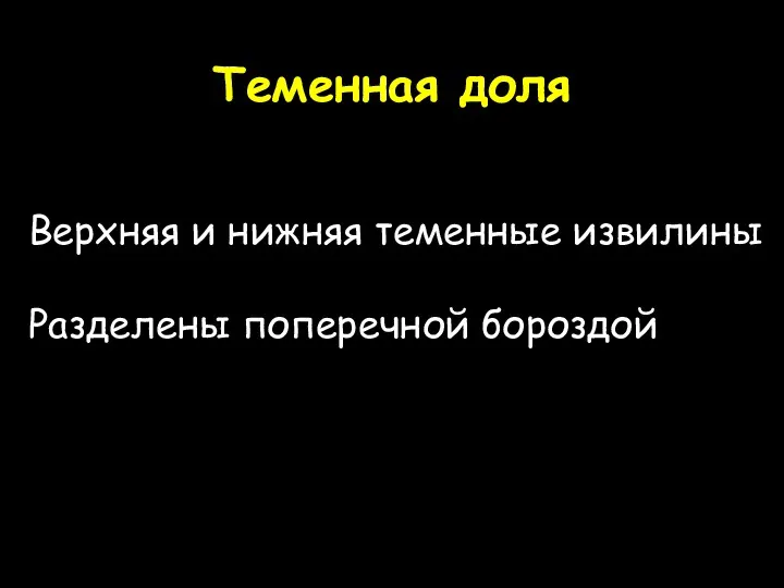 Теменная доля Верхняя и нижняя теменные извилины Разделены поперечной бороздой