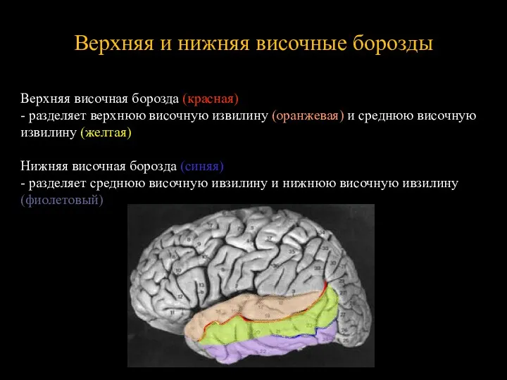 Верхняя и нижняя височные борозды Верхняя височная борозда (красная) -