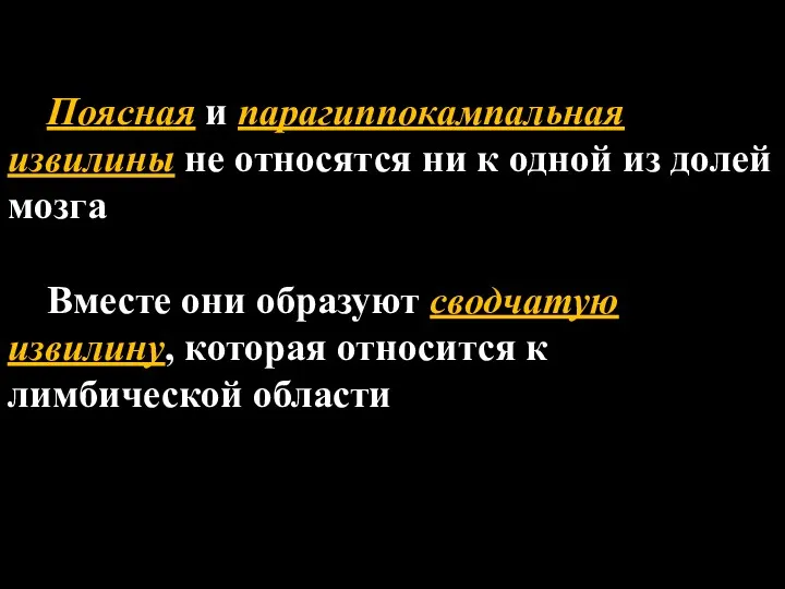 Поясная и парагиппокампальная извилины не относятся ни к одной из