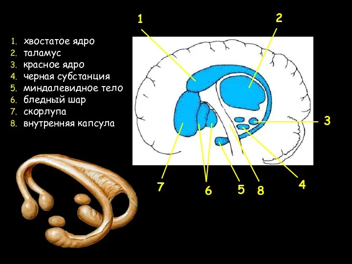 1 2 3 4 5 6 7 8 хвостатое ядро