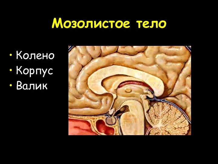 Мозолистое тело Колено Корпус Валик