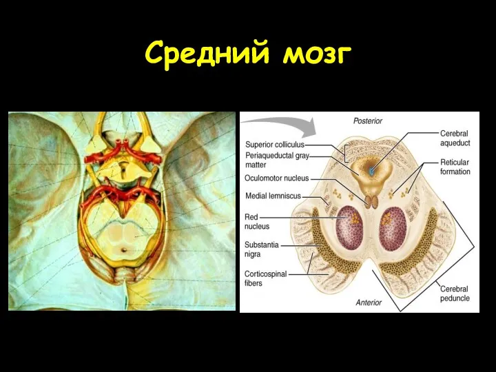 Средний мозг