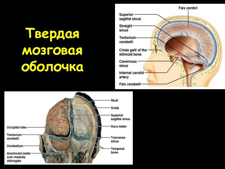 Твердая мозговая оболочка