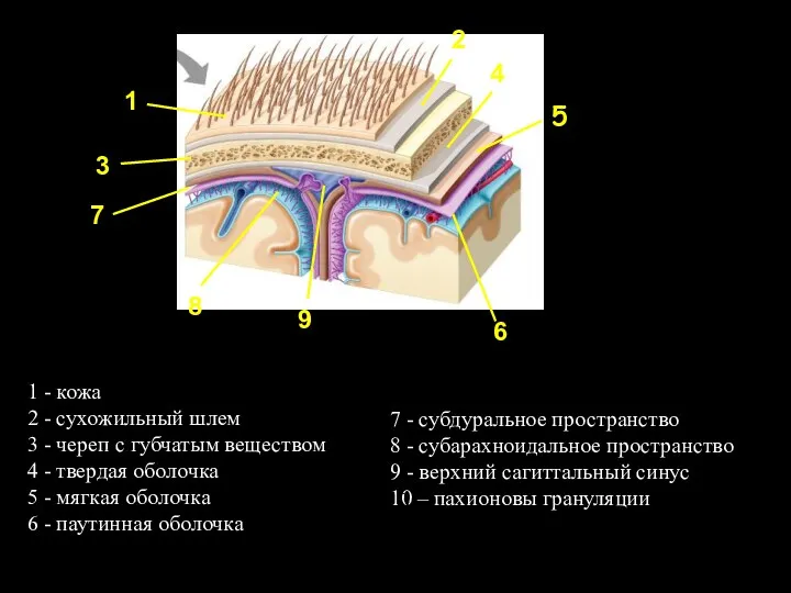 1 - кожа 2 - сухожильный шлем 3 - череп