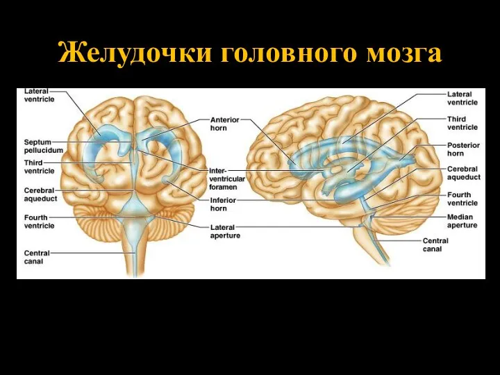 Желудочки головного мозга