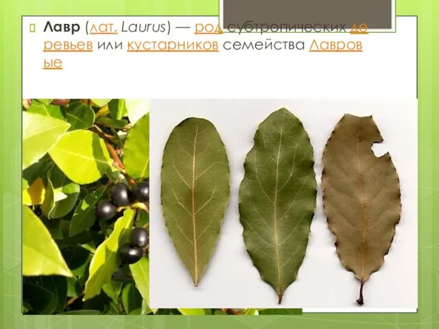 Лавр (лат. Laurus) — род субтропических деревьев или кустарников семейства Лавровые