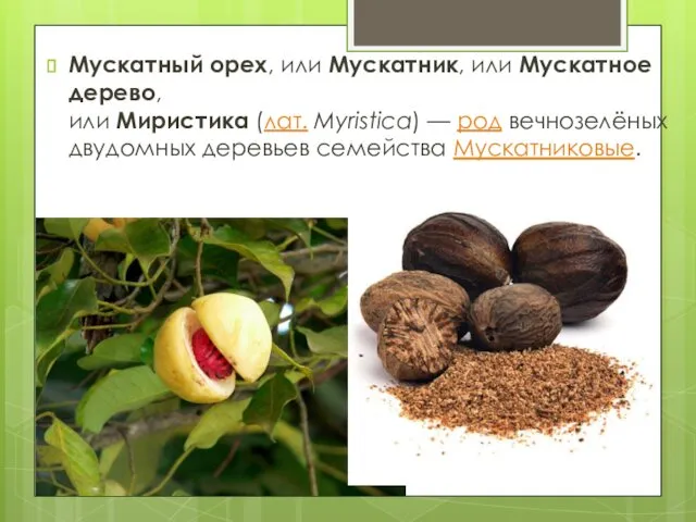 Мускатный орех, или Мускатник, или Мускатное дерево, или Миристика (лат.