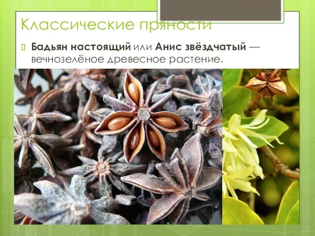 Классические пряности Бадьян настоящий или Анис звёздчатый — вечнозелёное древесное растение.