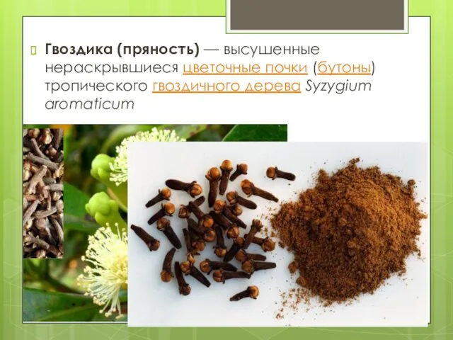 Гвоздика (пряность) — высушенные нераскрывшиеся цветочные почки (бутоны) тропического гвоздичного дерева Syzygium aromaticum