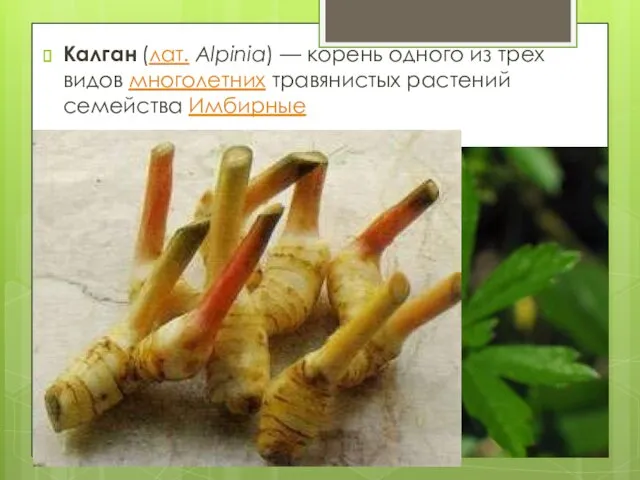 Калган (лат. Alpinia) — корень одного из трех видов многолетних травянистых растений семейства Имбирные