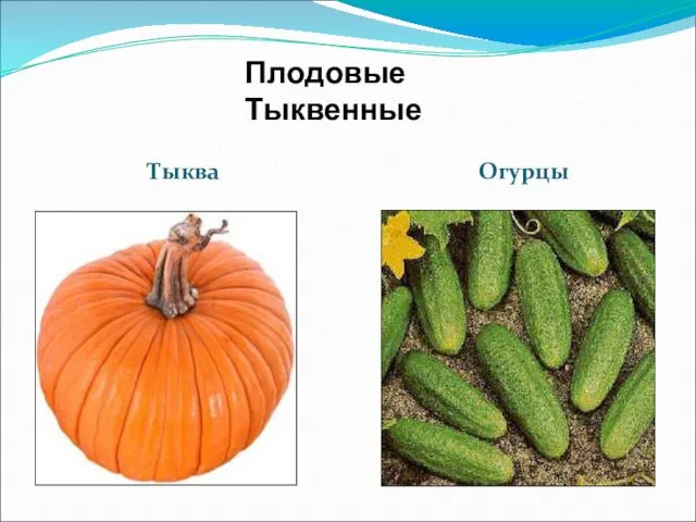 Тыква Огурцы Плодовые Тыквенные