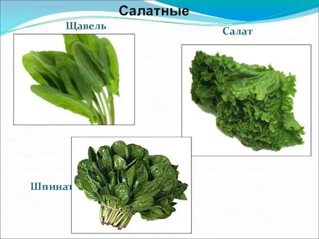 Щавель Салат Шпинат Салатные