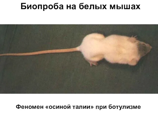 Феномен «осиной талии» при ботулизме Биопроба на белых мышах