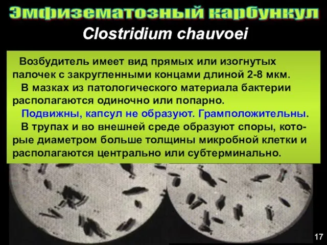 Эмфизематозный карбункул Clostridium chauvoei 17 Возбудитель имеет вид прямых или