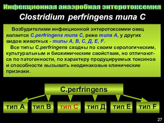 Clostridium perfringens типа С Инфекционная анаэробная энтеротоксемия 27 Возбудителями инфекционной