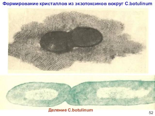 Деление С.botulinum Формирование кристаллов из экзотоксинов вокруг С.botulinum 52