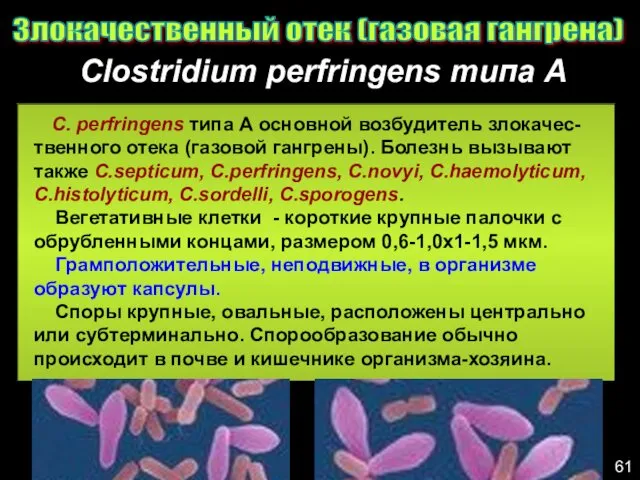 Clostridium perfringens типа А Злокачественный отек (газовая гангрена) С. perfringens