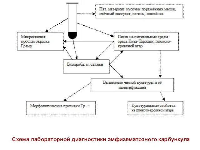 Схема лабораторной диагностики эмфизематозного карбункула