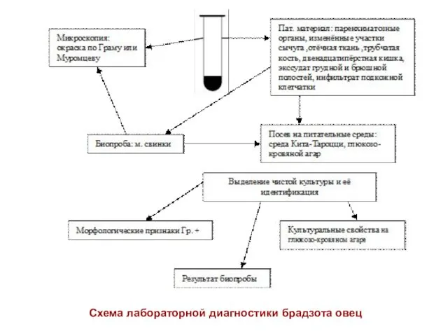 Схема лабораторной диагностики брадзота овец