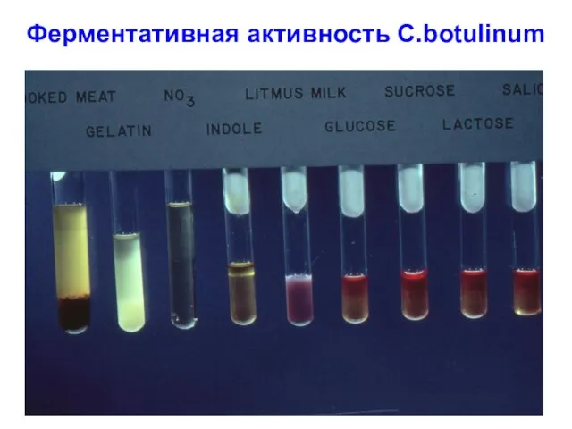 Ферментативная активность С.botulinum