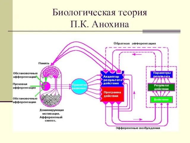 Биологическая теория П.К. Анохина